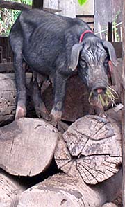'A Seldom House Pig in Muang Noi' by Asienreisender